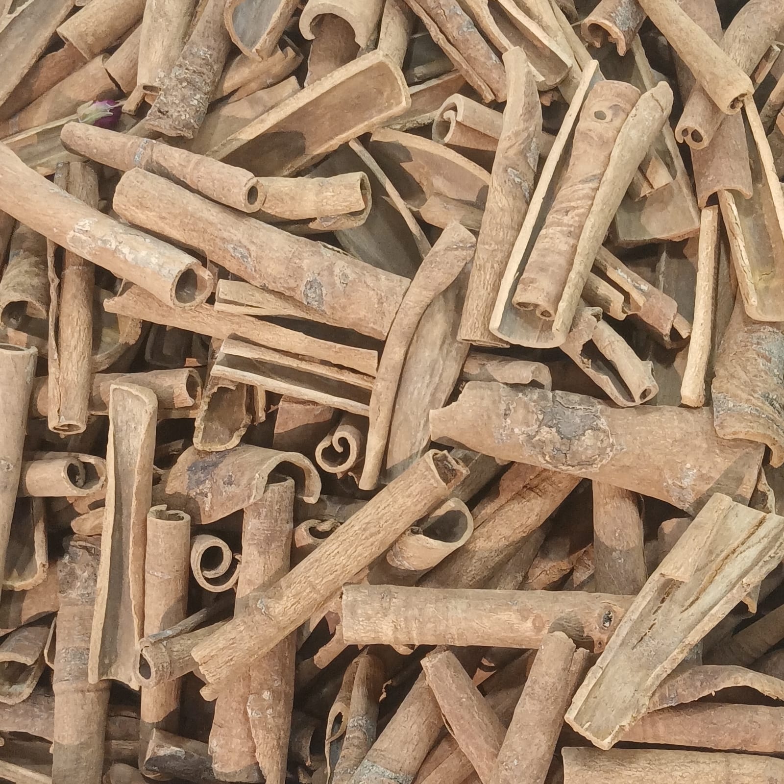 A close field of curled cinnamon bark in warm tan and russet shades.