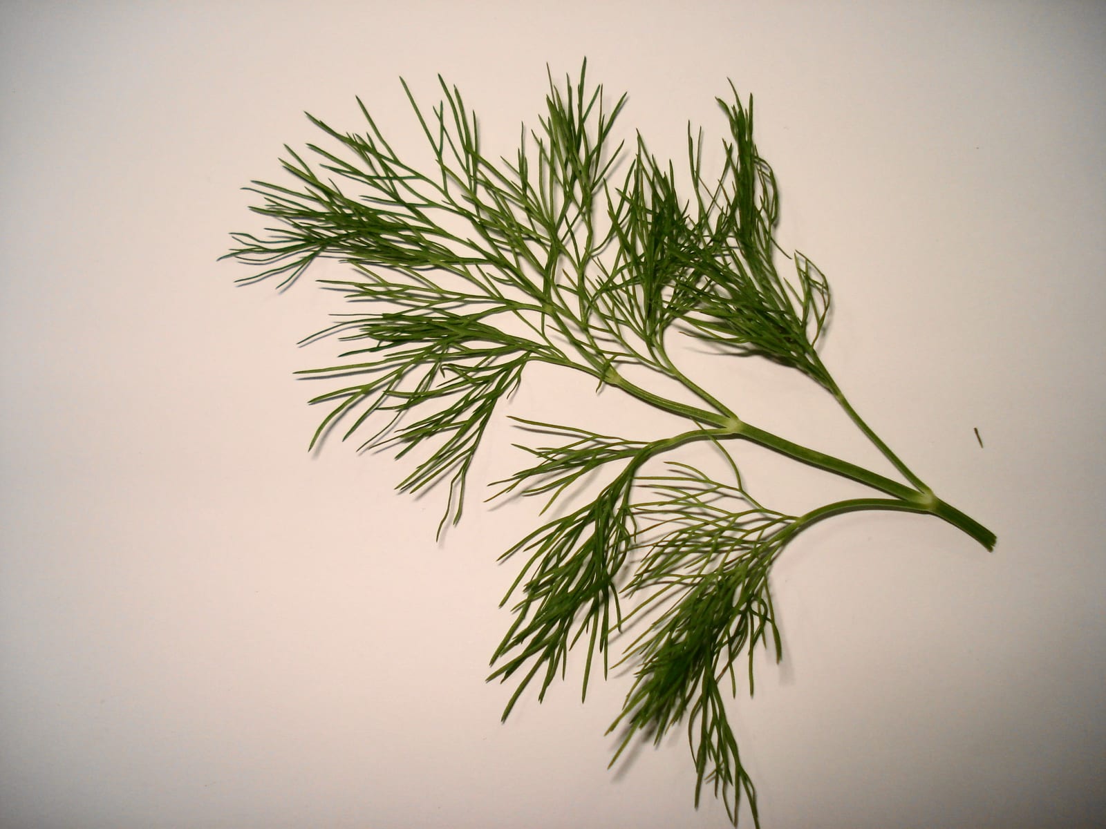 Fresh green dill fronds arranged on a pale surface.