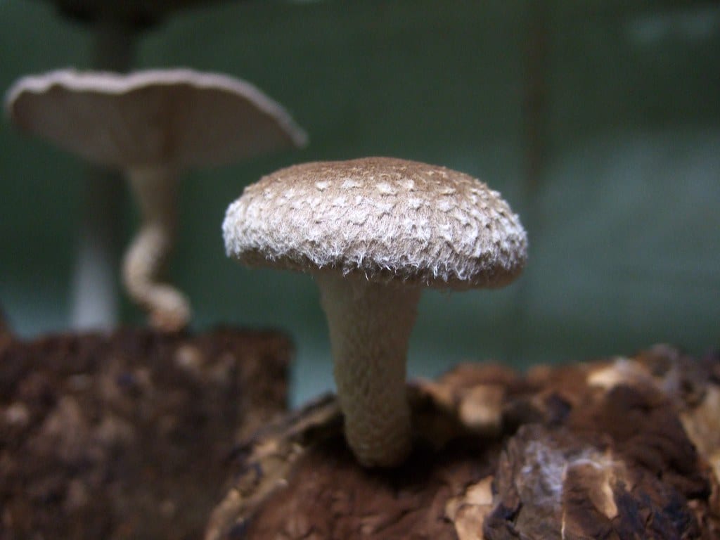 A close-up of a fresh shiitake mushroom cap growing on a cultivation block.