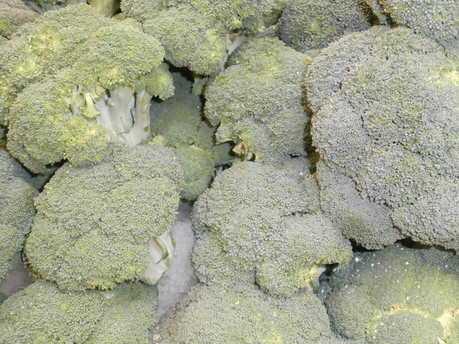 Fresh broccoli crowns and florets arranged over ice.