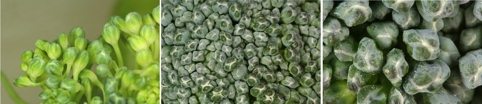 Extreme close-up of tightly packed green broccoli florets.