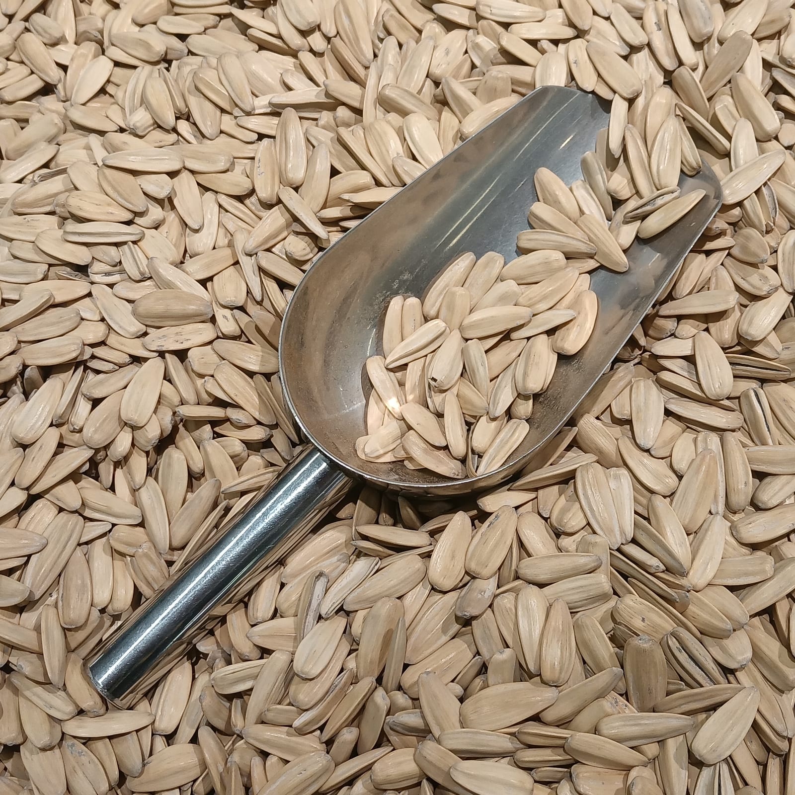 White sunflower seeds arranged closely across the frame.