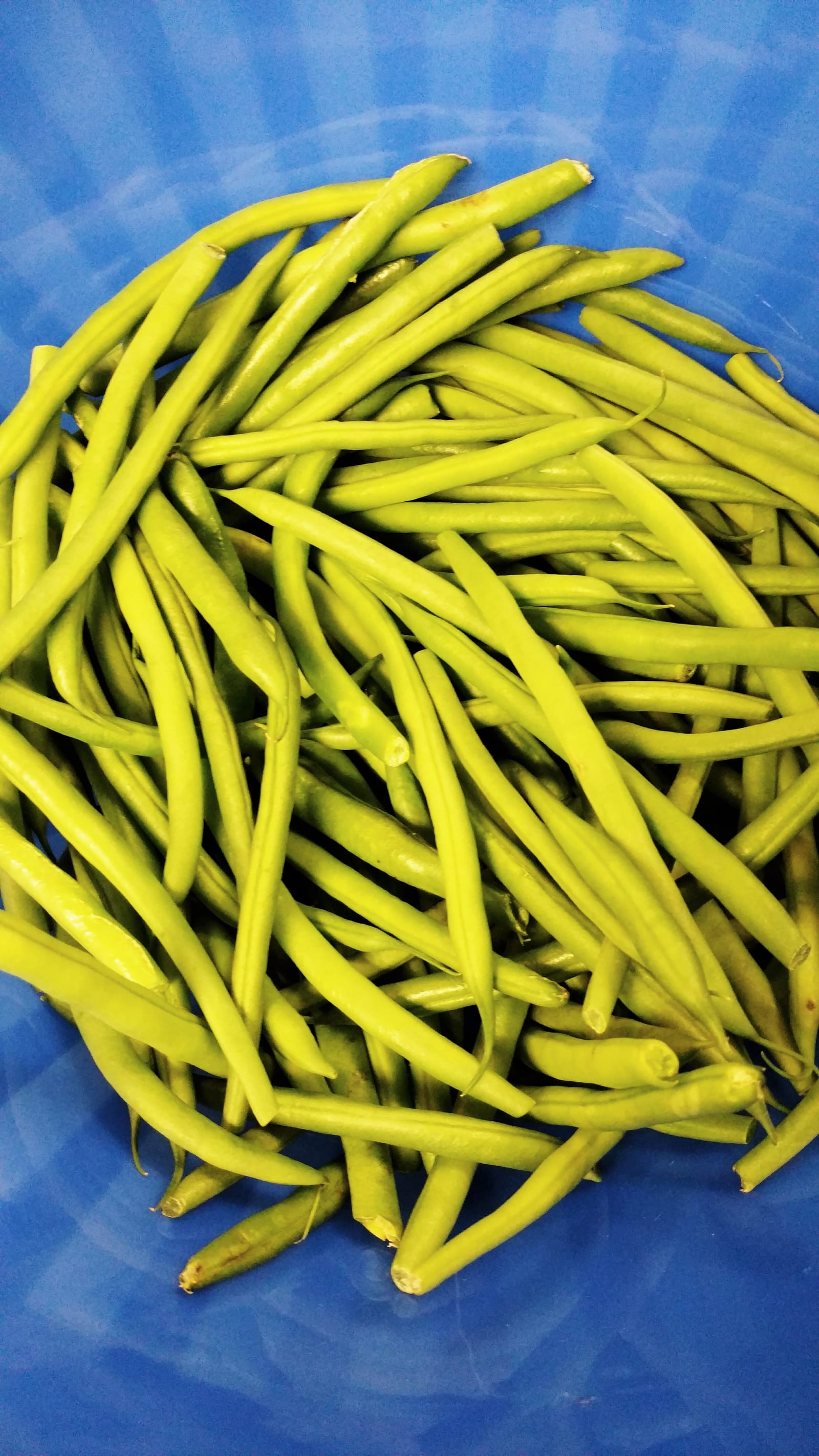 Fresh green beans piled in a bright blue bowl.
