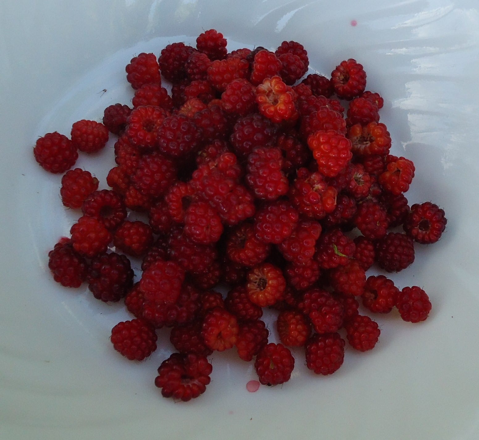 Fresh red raspberries gathered in a pale blue bowl.
