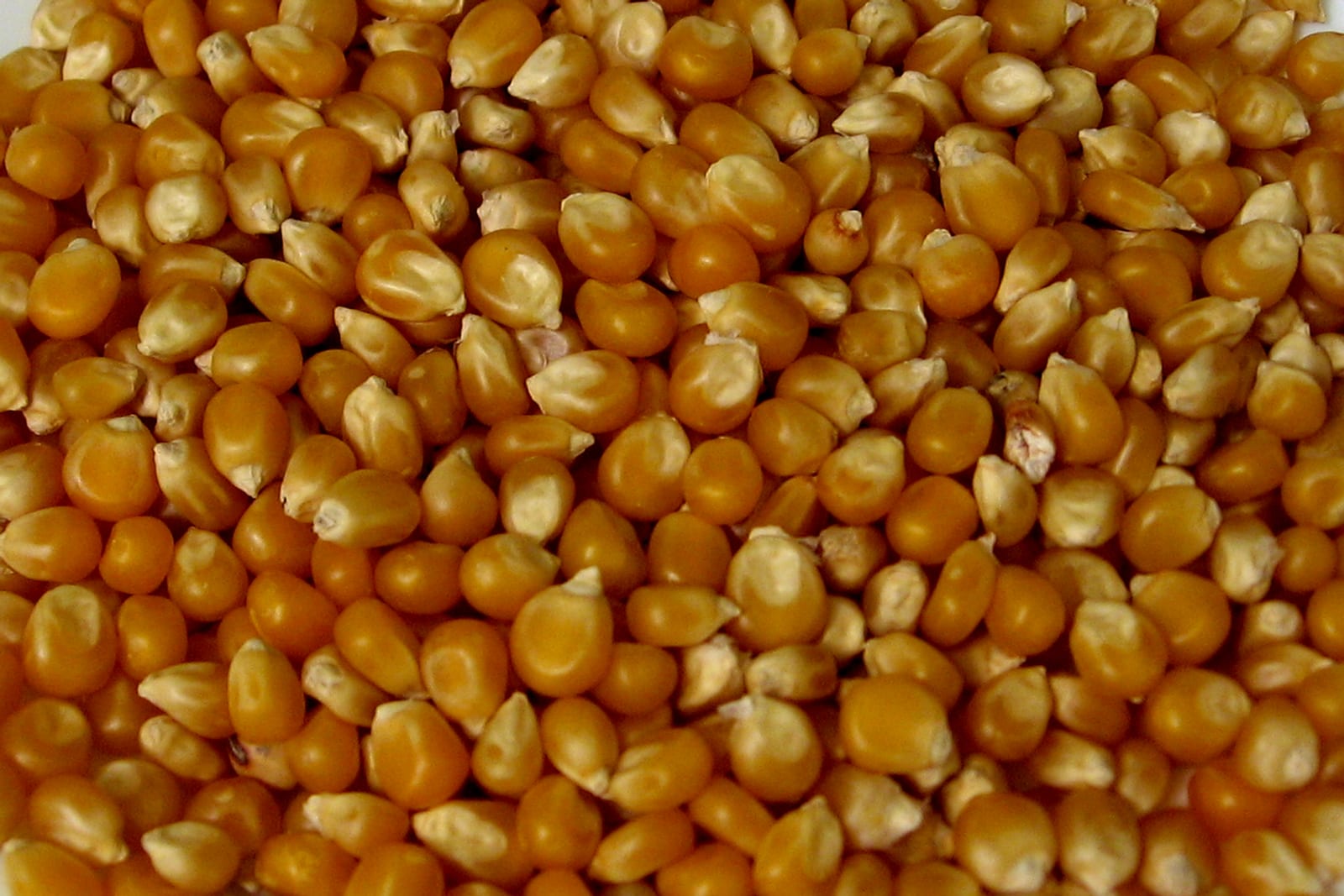 A close field of dry golden popcorn kernels.