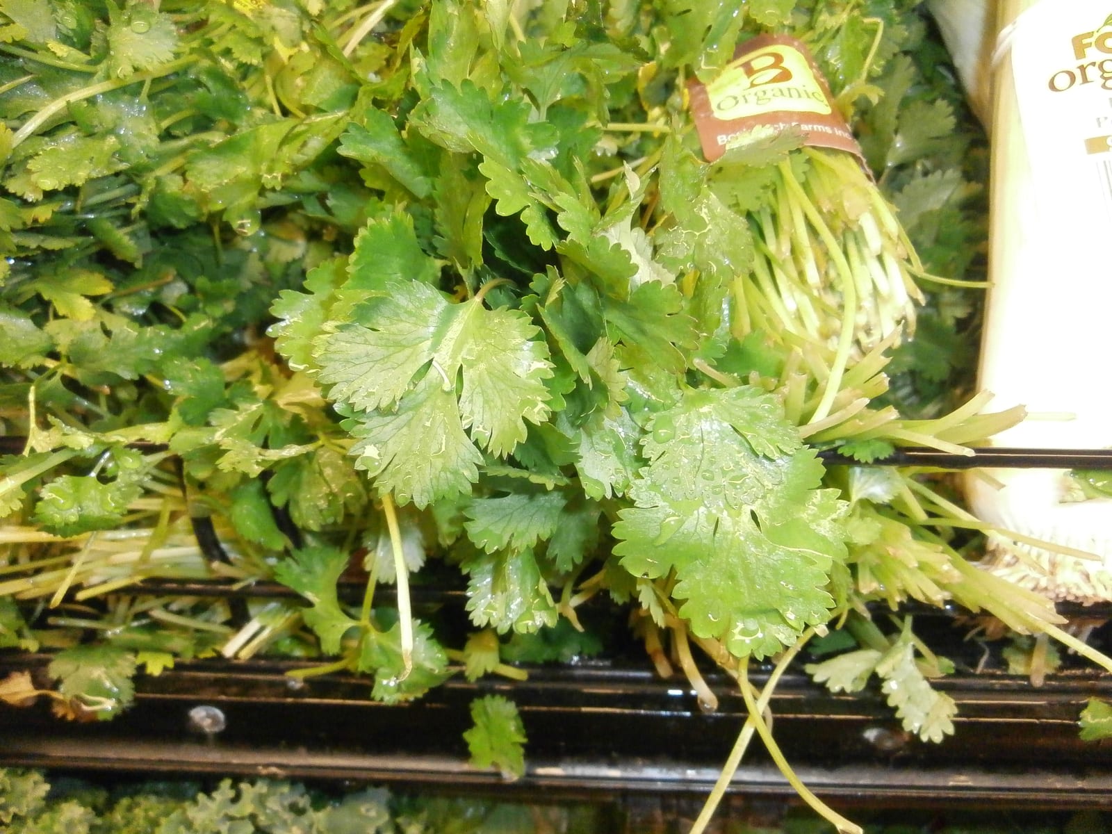 Fresh bunches of leafy cilantro stacked at a produce market.