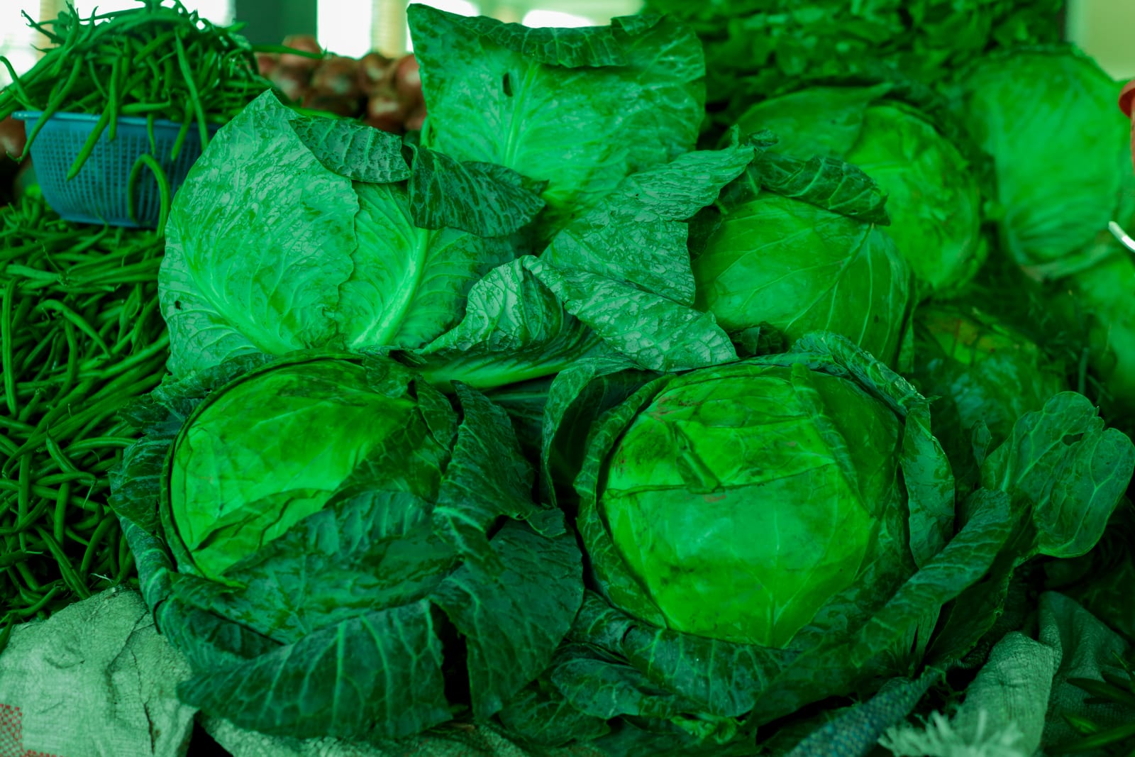 A compact head of green cabbage resting among broad green leaves.
