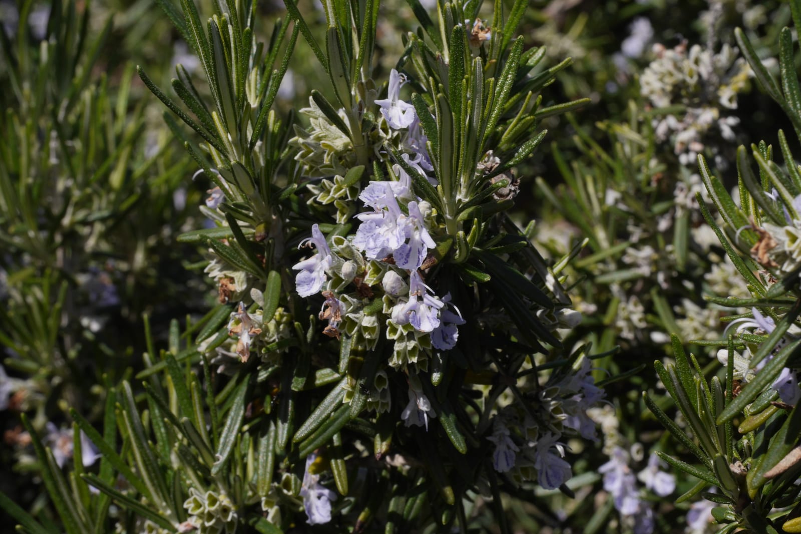 Rosemary branches with dark green needles and pale violet flowers in bright sunlight.