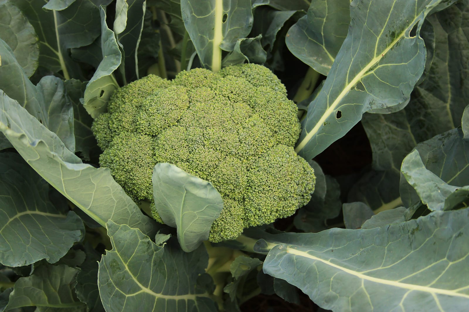 A green broccoli crown growing among broad leaves in a field.