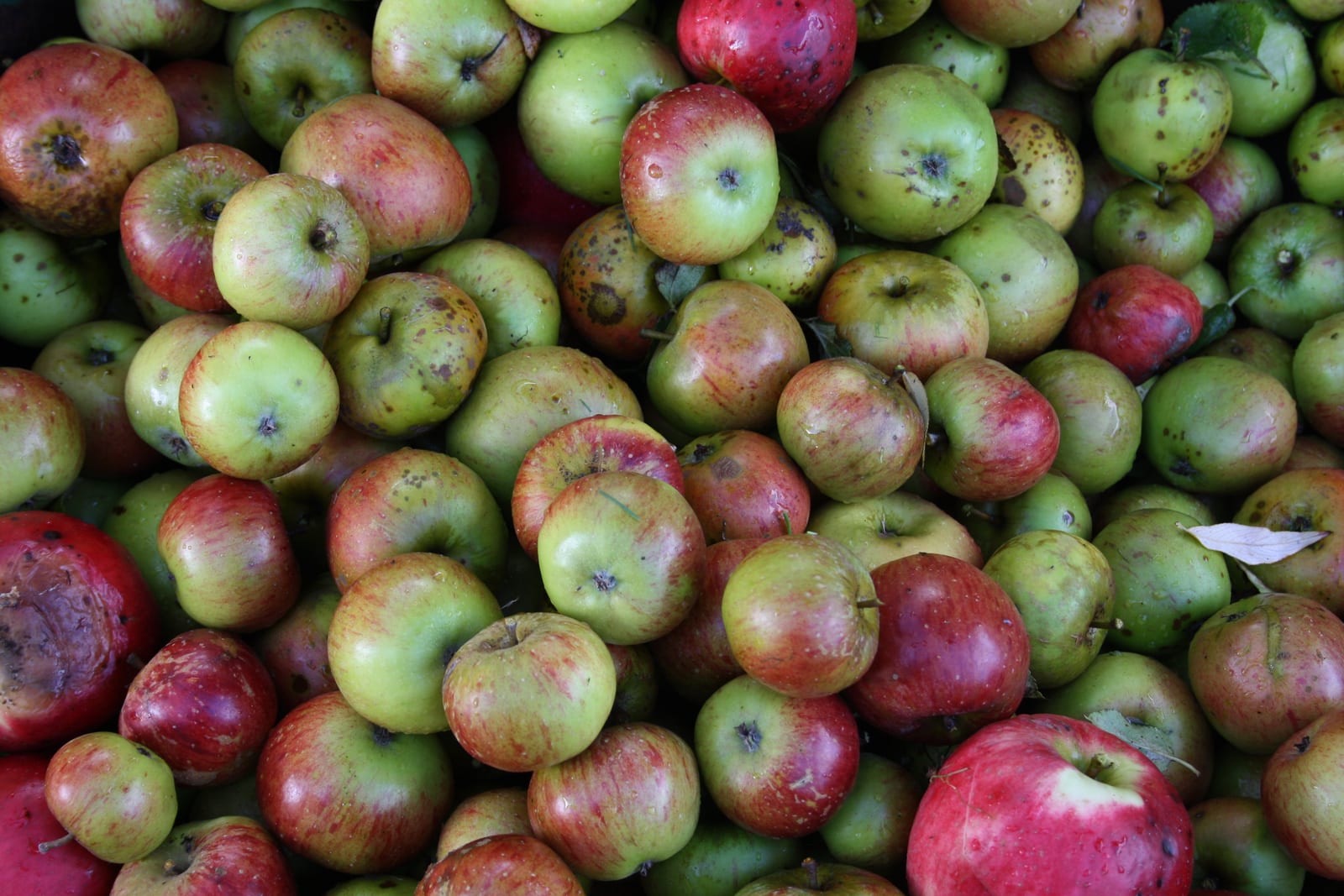 A close, frame-filling pile of mixed red and green cider apples.
