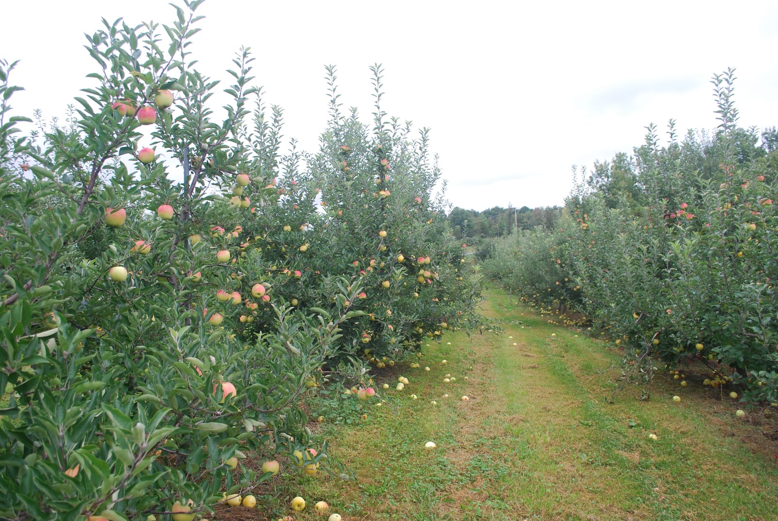 Rows of apple trees heavy with fruit in a New York orchard.