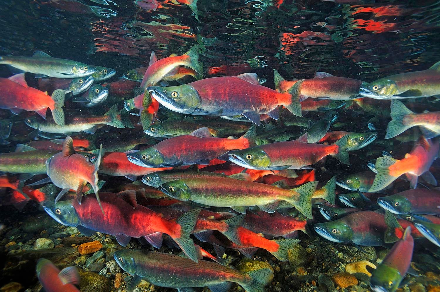 A dense school of red and silver kokanee salmon swimming through a clear stream.