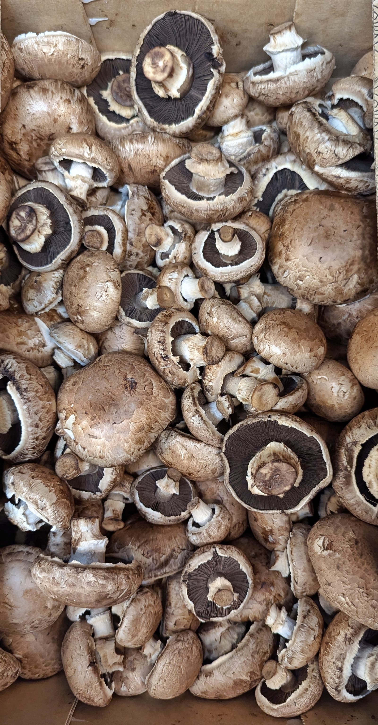 Brown button mushrooms piled in a cardboard produce box.