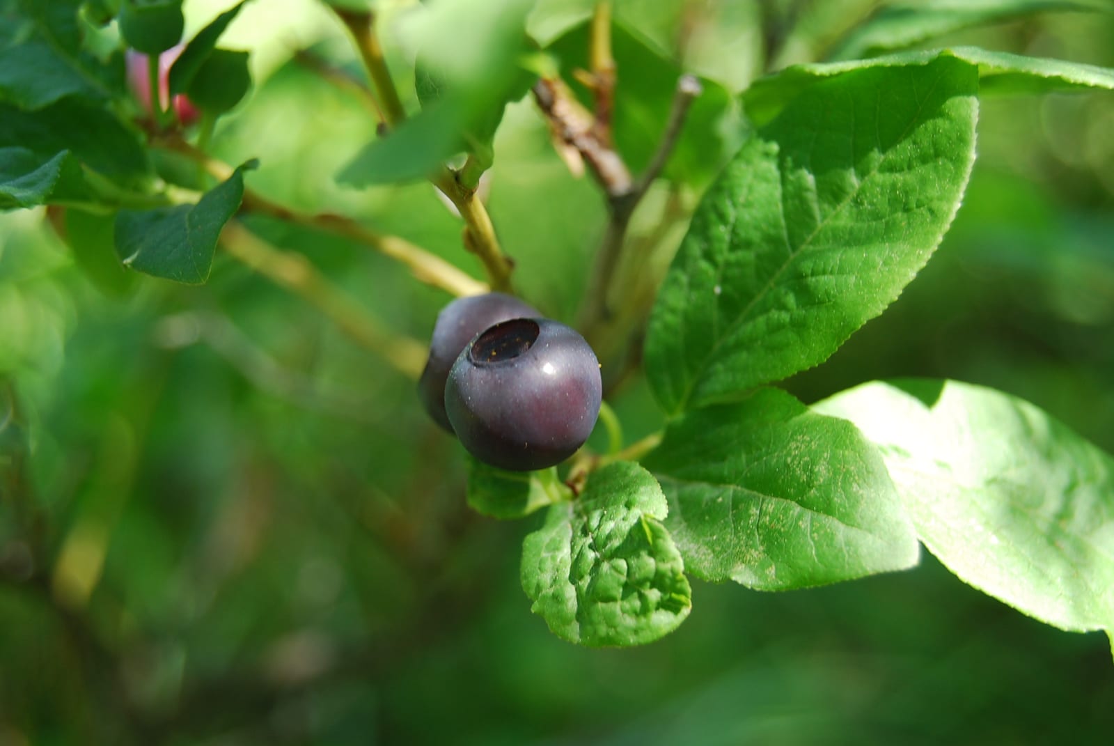 Dark mountain huckleberries among green leaves on a wild bush.
