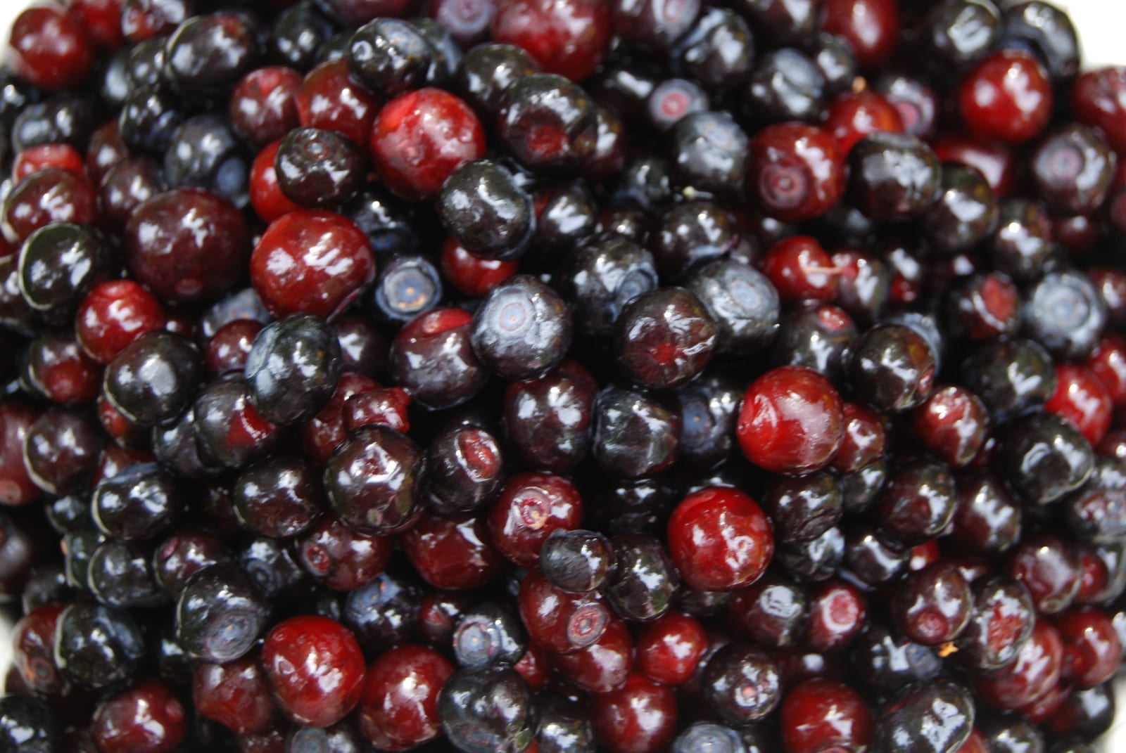 Ripe dark-purple huckleberries growing among green leaves.