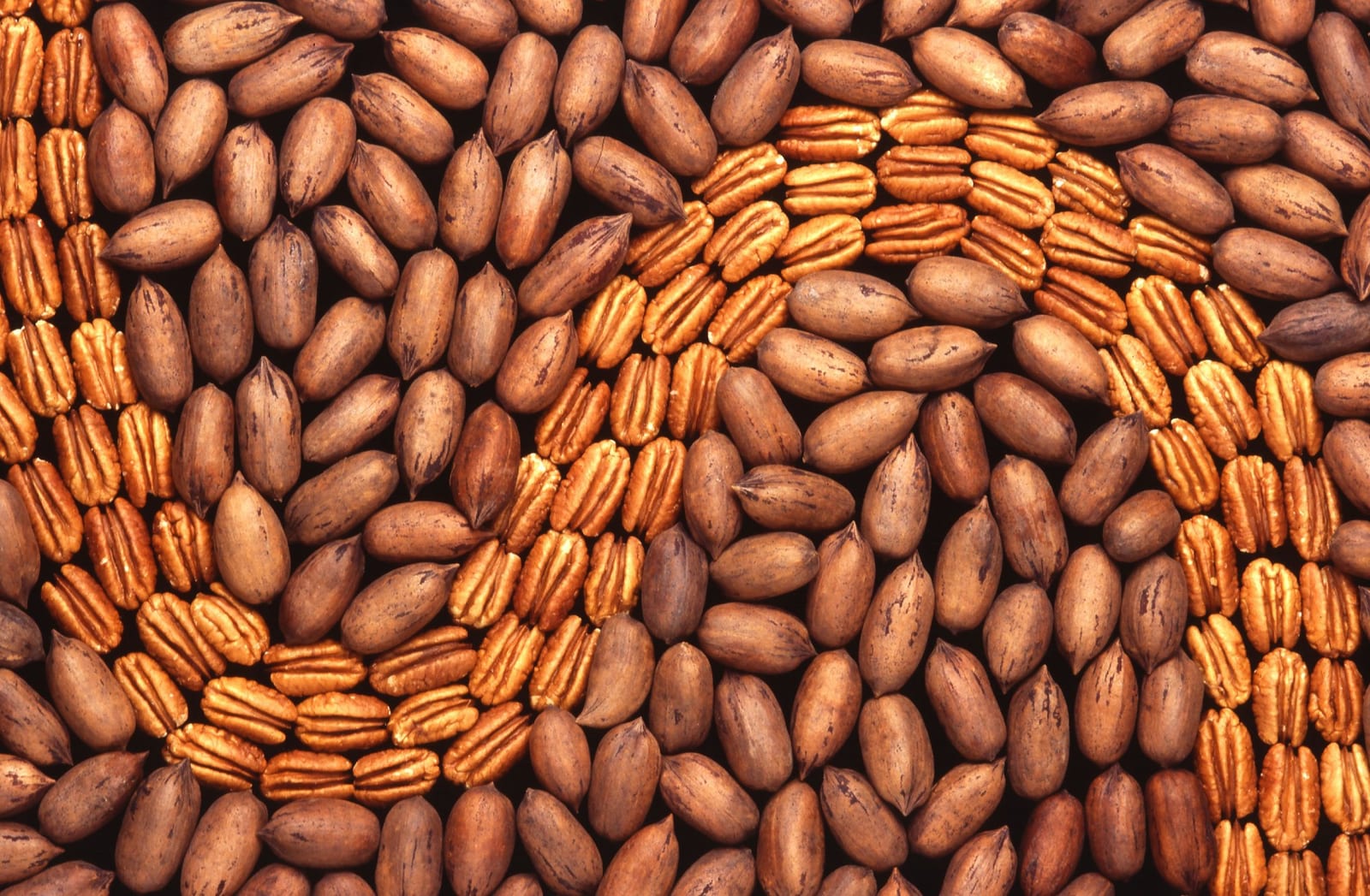 Shelled pecan halves arranged among pecans in their shells.