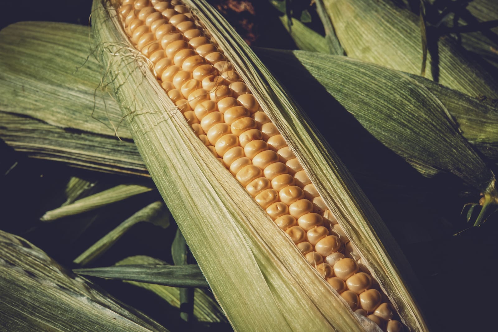 A close view of a golden ear of sweet corn framed by green husks.