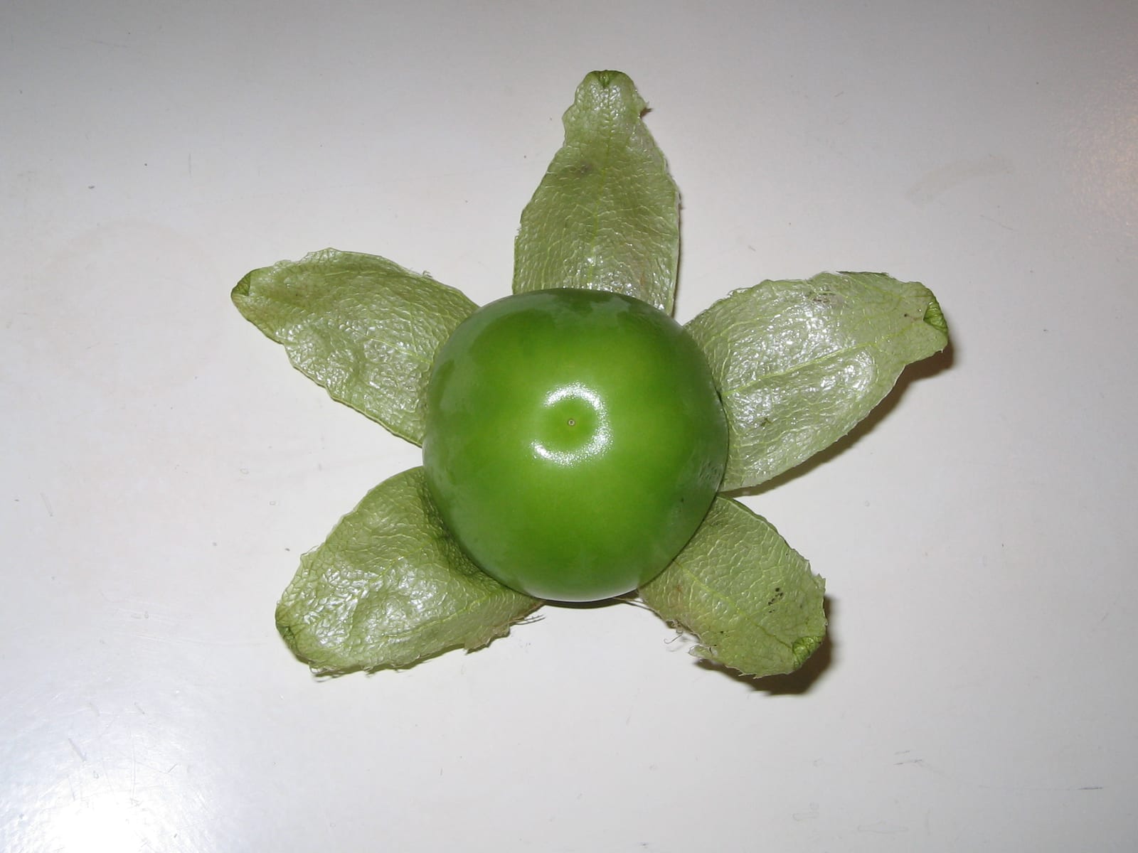 A ripe green tomatillo opened from its pale papery husk on a stainless-steel counter.