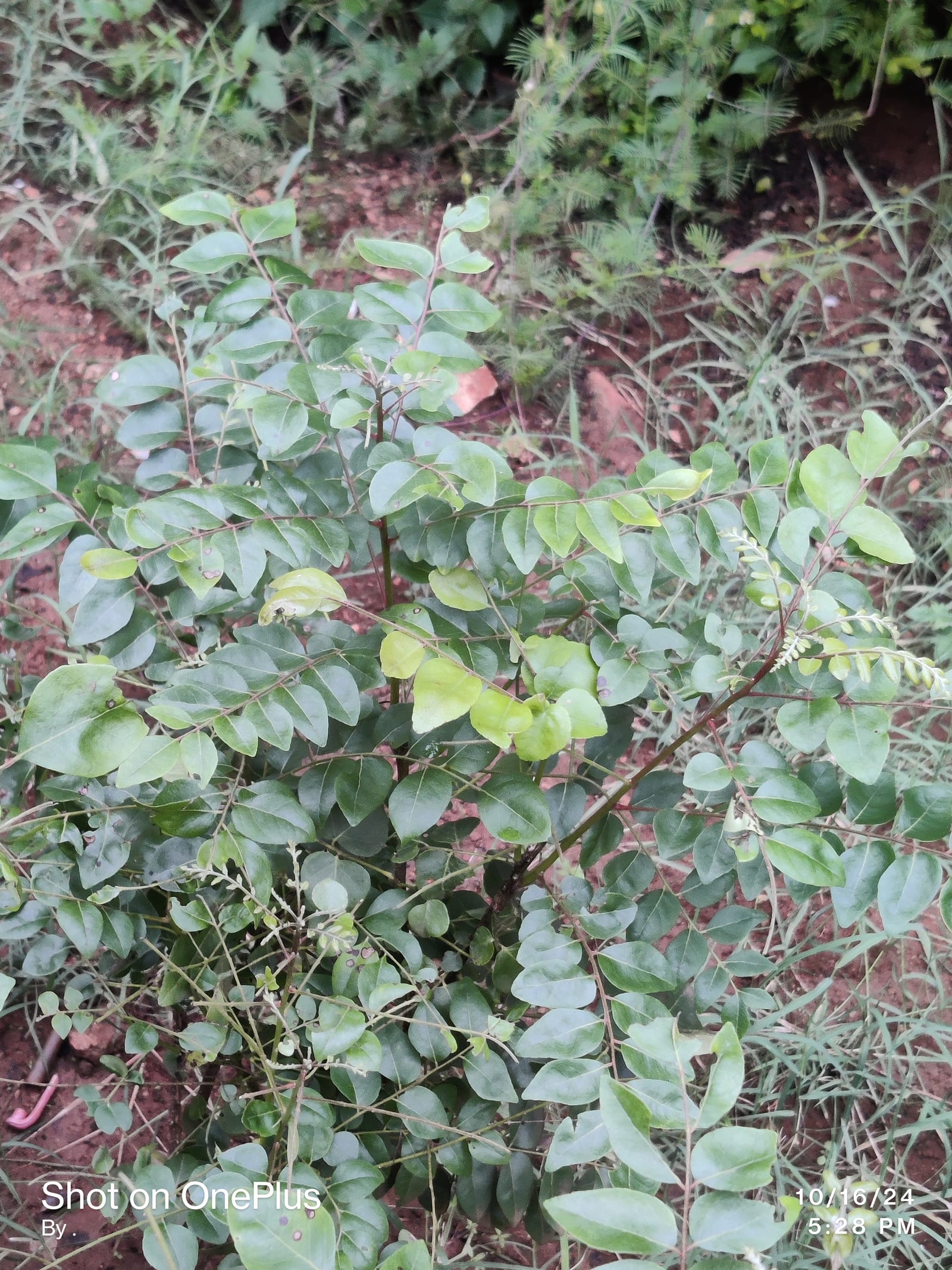 Fresh green curry leaves arranged on a white plate.