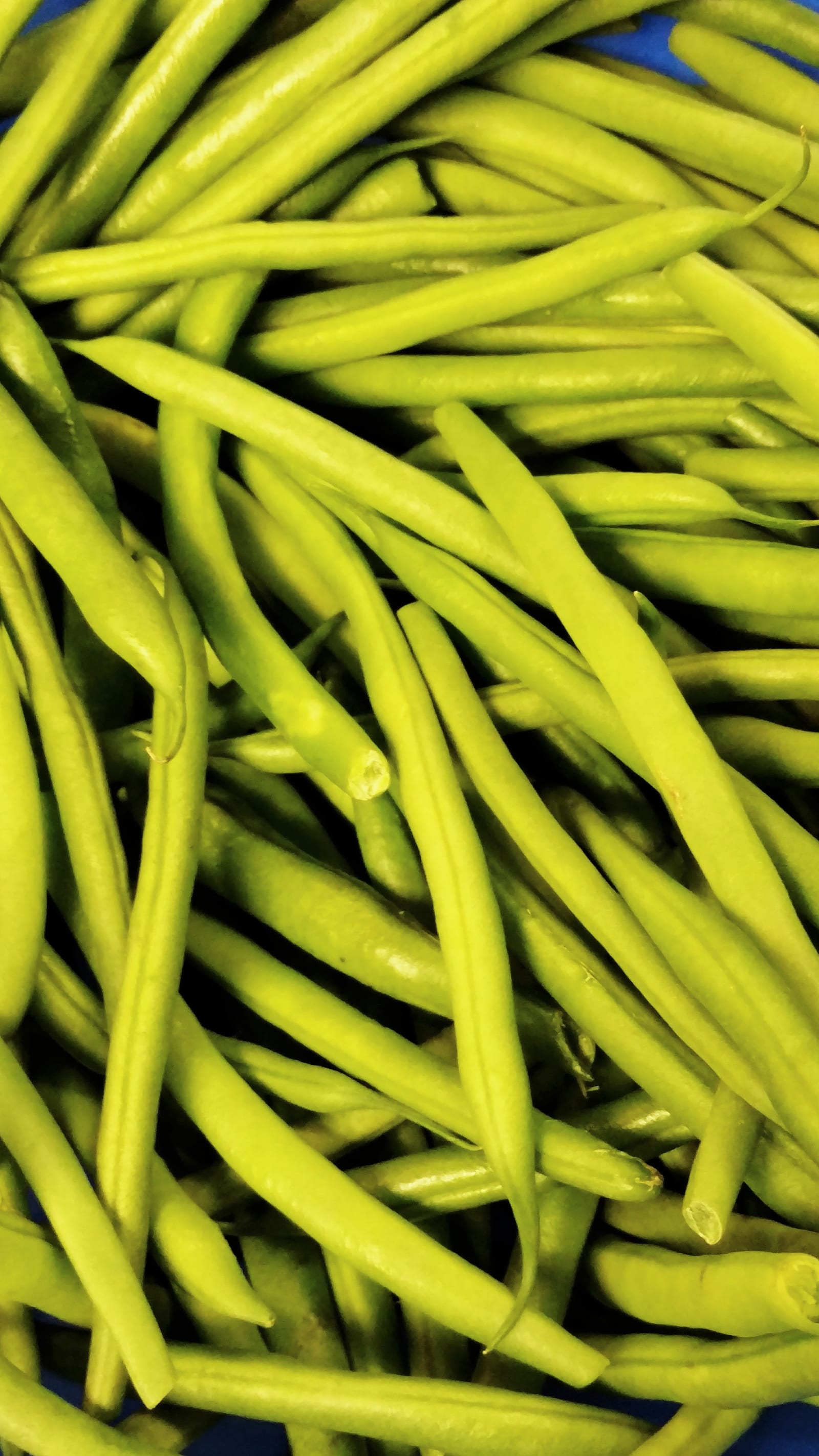 Fresh green beans spread across a blue work surface.