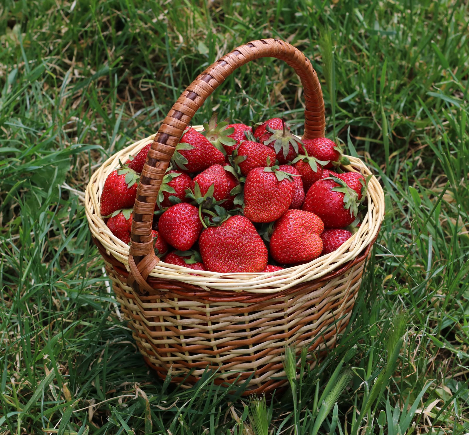 A wicker basket filled with ripe red garden strawberries on grass.