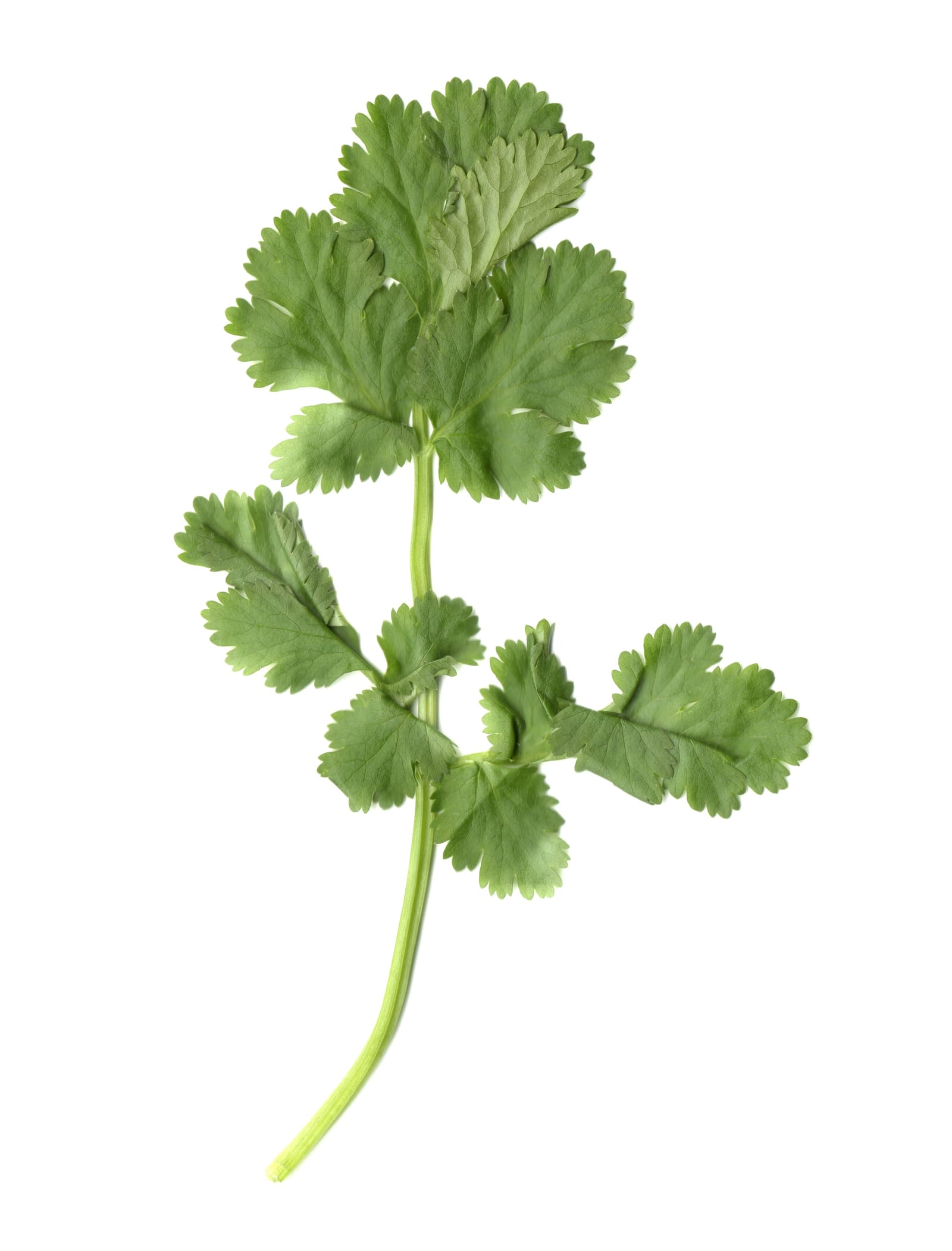 A single fresh green cilantro sprig isolated on a white background.
